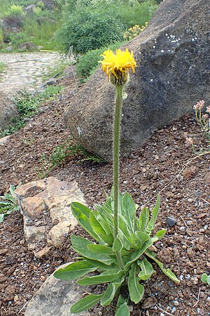 Unuflora hipokero