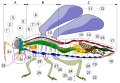 Image 18 Insect morphology Legend of body parts Tagmata: A – Head, B – Thorax, C – Abdomen. antenna ocelli (lower) ocelli (upper) compound eye brain (cerebral ganglia) prothorax dorsal blood vessel tracheal tubes (trunk with spiracle) mesothorax metathorax forewing hindwing mid-gut (stomach) dorsal tube (heart) ovary hind-gut (intestine, rectum & anus) anus oviduct nerve cord (abdominal ganglia) Malpighian tubes tarsal pads claws tarsus tibia femur trochanter fore-gut (crop, gizzard) thoracic ganglion coxa salivary gland subesophageal ganglion mouthparts (from Insect morphology)