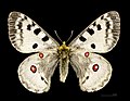 Parnassius apollo