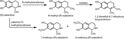 Salsolinol metabolism