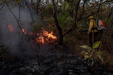 Foto de floresta do território indígena do povo xerente com incêndio sendo apagado por bombeiro de amarelo no canto direito.