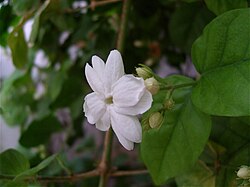 Jasminum sambac cultivar 'Maid of Orleans' (Tunísia).