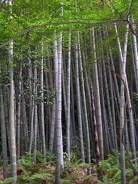 Bosque de bambus