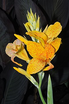 Épi floral de canna (Jardin de la Montagne des Jardins royaux de Herrenhausen, à Hanovre). (définition réelle 1 899 × 2 859)