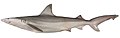 Creek whaler (Carcharhinus fitzroyensis)