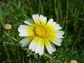 Kronen- Wucherblume (Chrysanthemum coronarium)