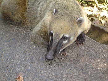 Coatí (Nasua nasua)