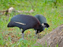 Crested Guineafowls (Guttera edouardi) (11770558283).jpg