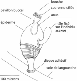 Symbion pandora