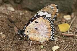 Danaid Eggfly Hypolimnas misippus