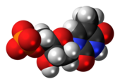 Space-filling model of the thymidine monophosphate molecule as an anion, double negative charge