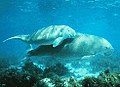 Madre Dugong con la sua figliolanza in acque superficiali