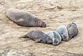 Image 50Northern elephant seals in Ano Nuevo, California