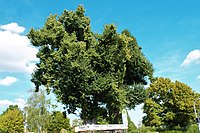 Linden am Friedhof