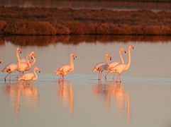 Flamencos en el lago Bistónide