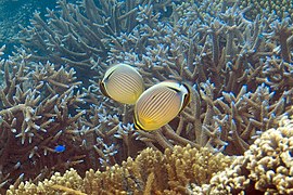 Pareja de C. lunulatus alimentándose en, posiblemente, Acropora horrida