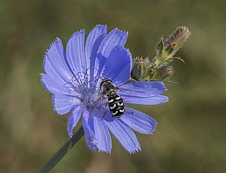 Un syrphe pyrastre butinant une fleur de chicorée amère. (définition réelle 3 777 × 2 895)