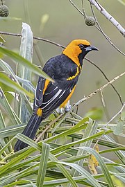 I. p. pectoralis, Honduras