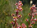 The South African Struthiola myrsinites.