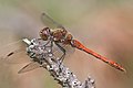 21. Hím gyakori szitakötő (Sympetrum striolatum) a Cuxhaven melletti Küstenheiden természetvédelmi területen (Alsó-Szászország) (javítás)/(csere)