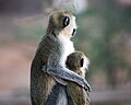 Black-faced vervet monkey embraces her child