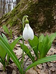 Galanthus plicatus