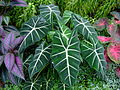 Alocasia micholitziana 'Frydek'