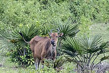 Banteng Jawa (Bos javanicus) liar mencari makan di ladang pengembalaan, kawasan Taman Nasional Ujung Kulon (TNUK), Pandeglang, Banten. Banteng jawa merupakan salah satu dari tiga satwa mamalia yang dilindungi secara prioritas keberadaannya di kawasan tersebut selain Badak Jawa dan Owa Jawa.