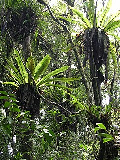 Asplenium nidus