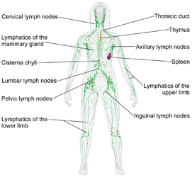 Lymphatic system.