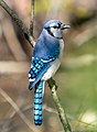 Image 83Blue jay in Prospect Park