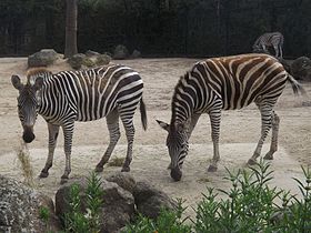 Exemplares no Zoológico de Melbourne.