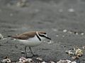 Széki lile (Charadrius alexandrinus)