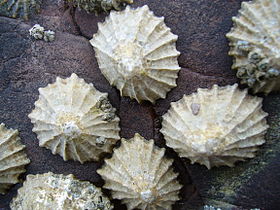 Limpets have carbonate shells and teeth reinforced with goethite.