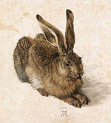 Albrecht Dürer, Zec, 1502., 25 x 23 cm