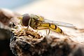 it:Episyrphus_balteatus