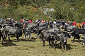 Feria de ganado en Cieza de 2013