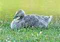 Image 26Canada goose gosling in Green-Wood Cemetery