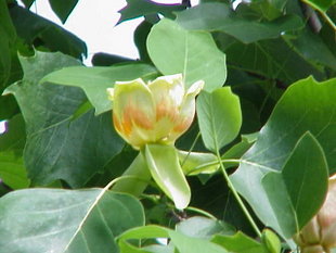 Almindeligt Tulipantræ (Liriodendron tulipifera) Foto: Kurt Stüber