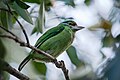 Bıyıklı barbet