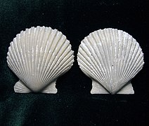 Argopecten ventricosus