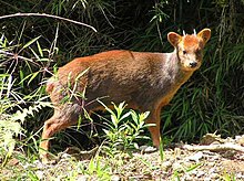 Un pudu (pudu puda) mâle