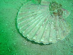 Pecten sulcicostatus