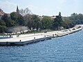 Bašić's sea organ