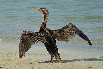 Phalacrocorax nigrogularis