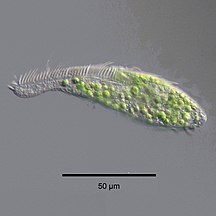 섬모류 중 Stichotricha secunda에 서식하는 동물클로렐라 (녹색)Stichotricha secunda