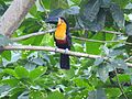 Tucano no Parque Estadual da Chacrinha, Copacabana, Rio de Janeiro