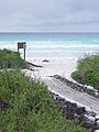 Badia Tortuga, Illa Santa Cruz Galápagos