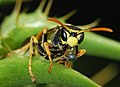 Polistes dominulus, by Alvesgaspar