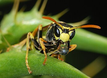 Une guêpe (Polistes dominulus) transportant une goutte d’eau entre ses mandibules. (définition réelle 2 385 × 1 738)